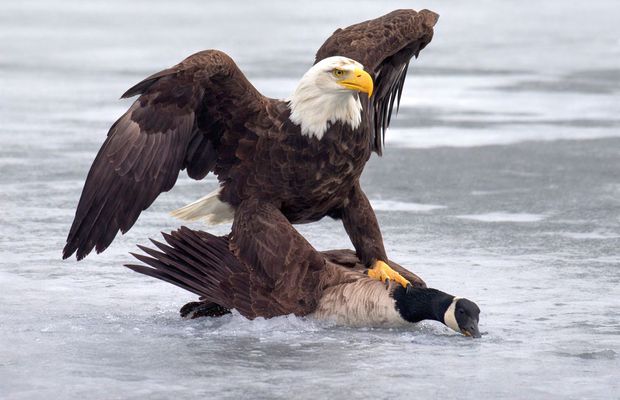 Donald Trump a luat cuvântul, după aurul istoric de la hochei + postarea controversată a Casei Albe