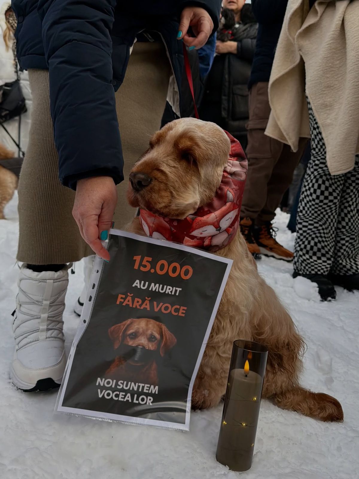 Teodora Stoica și Ionuț Lupescu, printre persoanele ieșite în stradă la manifestația din fața Parlamentului: „M-am întors acasă cu o greutate în piept”