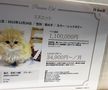 6000 de euro este prețul unei pisici rare