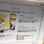 6000 de euro este prețul unei pisici rare