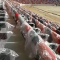 Sigla Clubului Sportiv al Armatei apare pe scaunele de la tribuna oficială