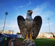 Vulturi pe stadionul din Liga 1. Explicația pentru imaginea atipică