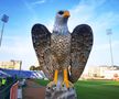Vulturi pe stadion la Botoșani - UTA // foto: Ionuț Tăbultoc