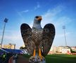 Șoimi stadion Botoșani