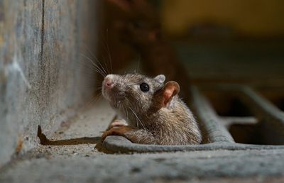 De ce sunt necesare servicii profesionale deratizare pentru de combatere a dăunătorilor?