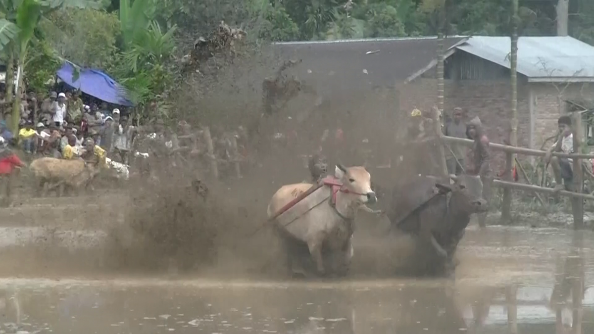 Curse tradiționale de tauri în provincia Sumatra de Vest din Indonezia