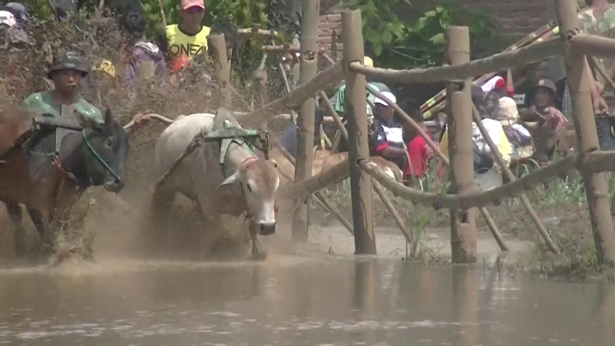 Curse tradiționale de tauri în provincia Sumatra de Vest din Indonezia