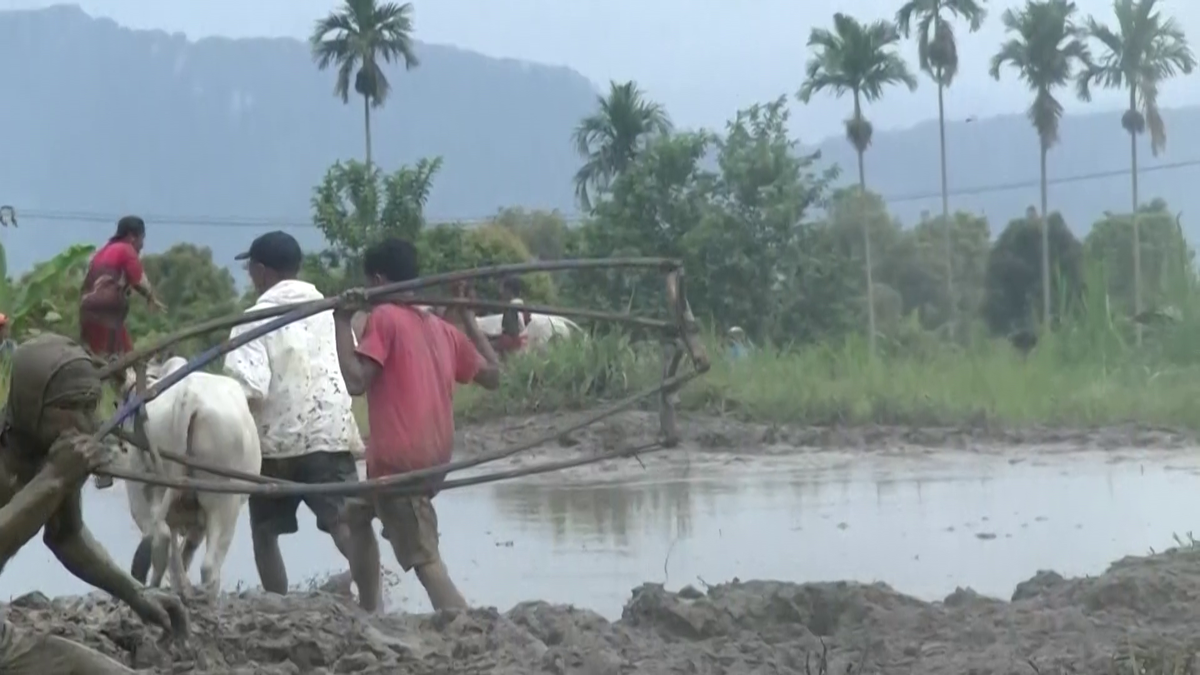 Imagini nebune de la cursa tradițională de tauri din Indonezia: „Deseori e nevoie să îi mușc de coadă”