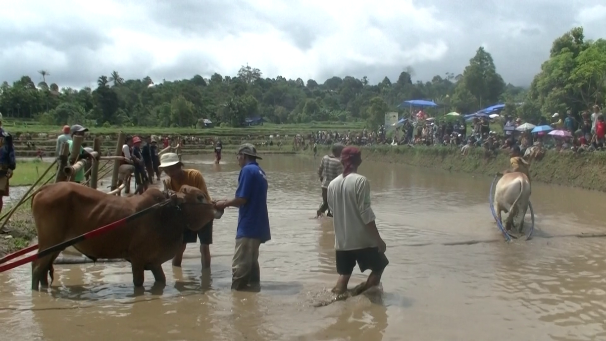 Imagini nebune de la cursa tradițională de tauri din Indonezia: „Deseori e nevoie să îi mușc de coadă”