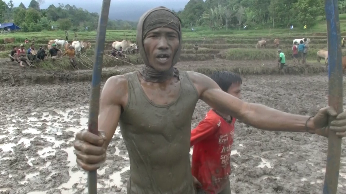 Imagini nebune de la cursa tradițională de tauri din Indonezia: „Deseori e nevoie să îi mușc de coadă”