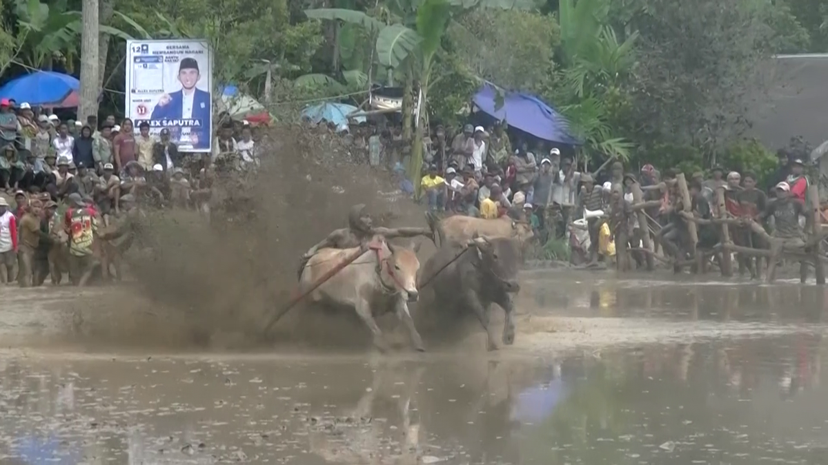 Imagini nebune de la cursa tradițională de tauri din Indonezia: „Deseori e nevoie să îi mușc de coadă”