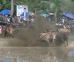 Imagini nebune de la cursa tradițională de tauri din Indonezia: „Deseori e nevoie să îi mușc de coadă”