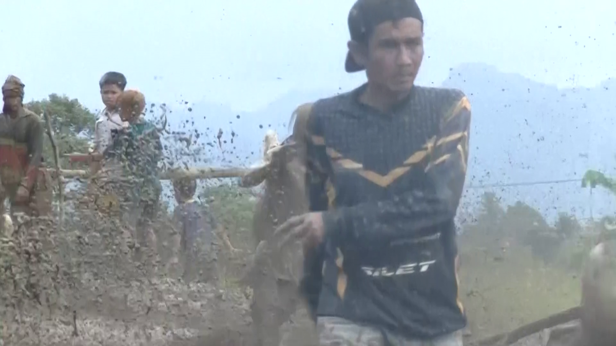 Imagini nebune de la cursa tradițională de tauri din Indonezia: „Deseori e nevoie să îi mușc de coadă”