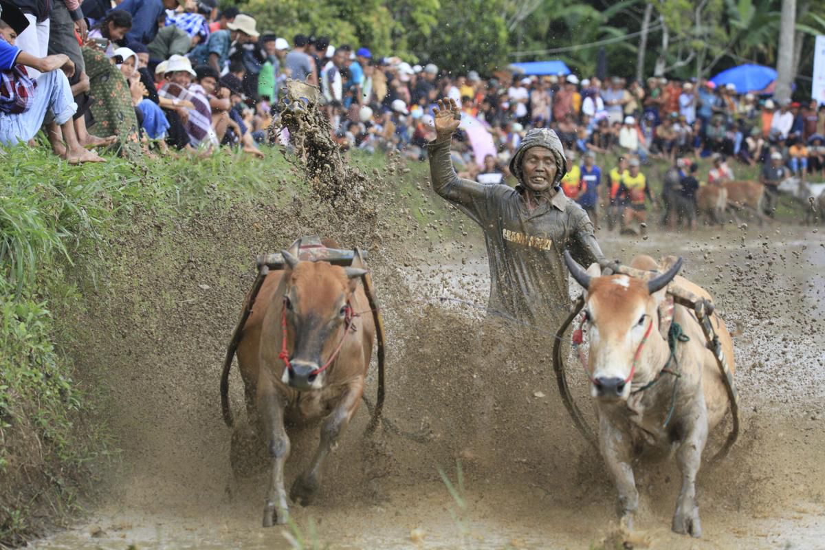 Imagini nebune de la cursa tradițională de tauri din Indonezia: „Deseori e nevoie să îi mușc de coadă”