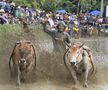 Imagini nebune de la cursa tradițională de tauri din Indonezia: „Deseori e nevoie să îi mușc de coadă”