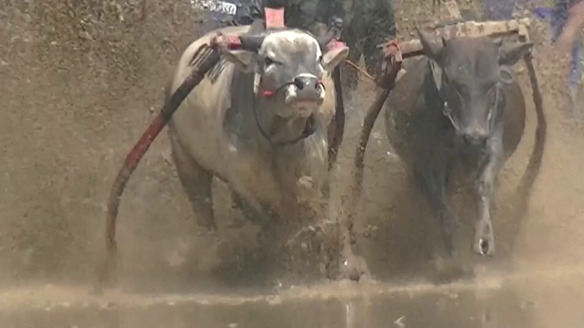 Curse tradiționale de tauri în provincia Sumatra de Vest din Indonezia