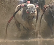 Imagini nebune de la cursa tradițională de tauri din Indonezia: „Deseori e nevoie să îi mușc de coadă”