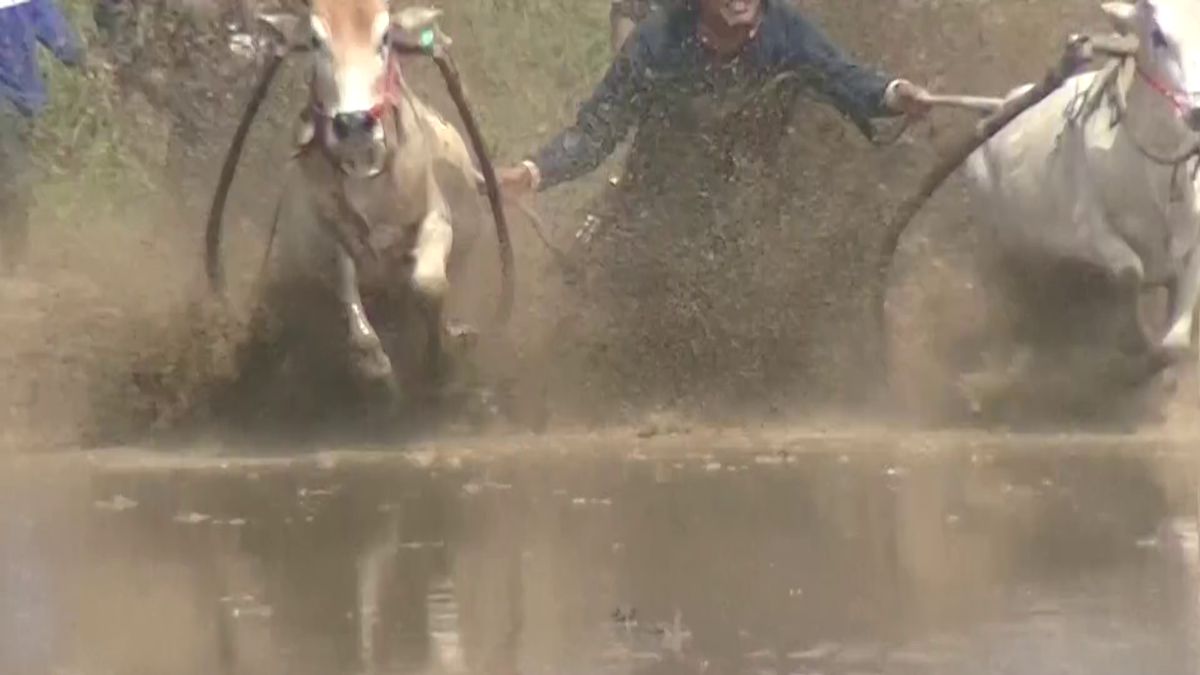 Imagini nebune de la cursa tradițională de tauri din Indonezia: „Deseori e nevoie să îi mușc de coadă”