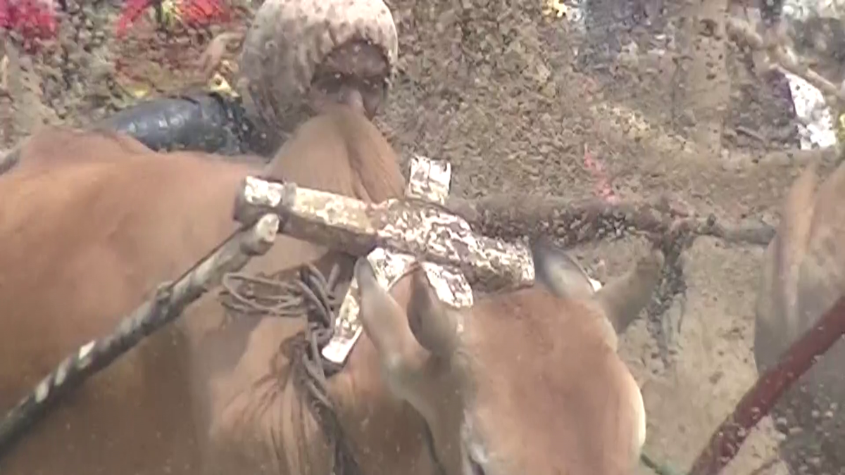 Imagini nebune de la cursa tradițională de tauri din Indonezia: „Deseori e nevoie să îi mușc de coadă”