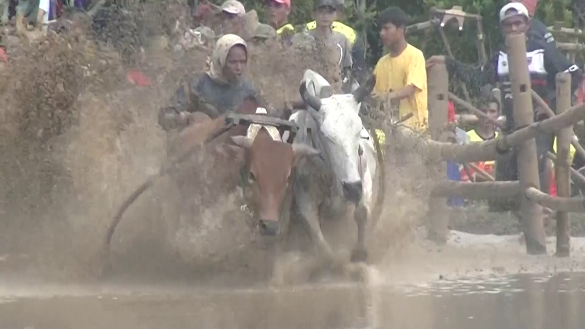 Curse tradiționale de tauri în provincia Sumatra de Vest din Indonezia