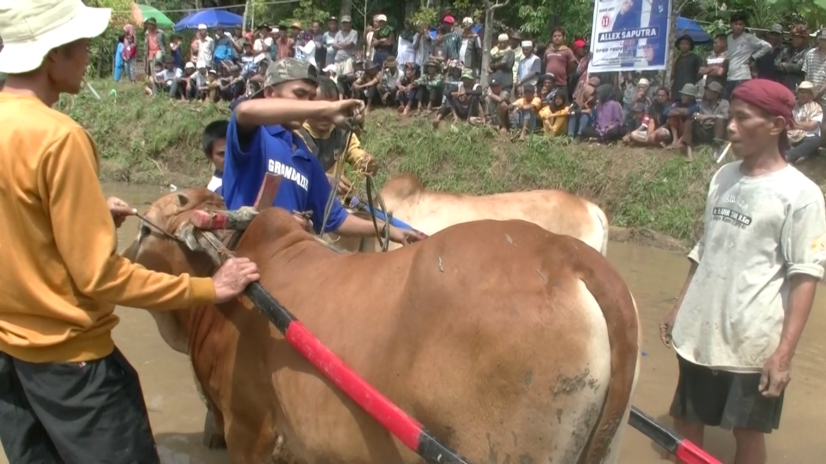 Imagini nebune de la cursa tradițională de tauri din Indonezia: „Deseori e nevoie să îi mușc de coadă”