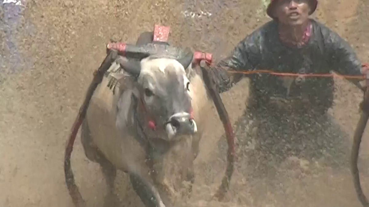 Curse tradiționale de tauri în provincia Sumatra de Vest din Indonezia