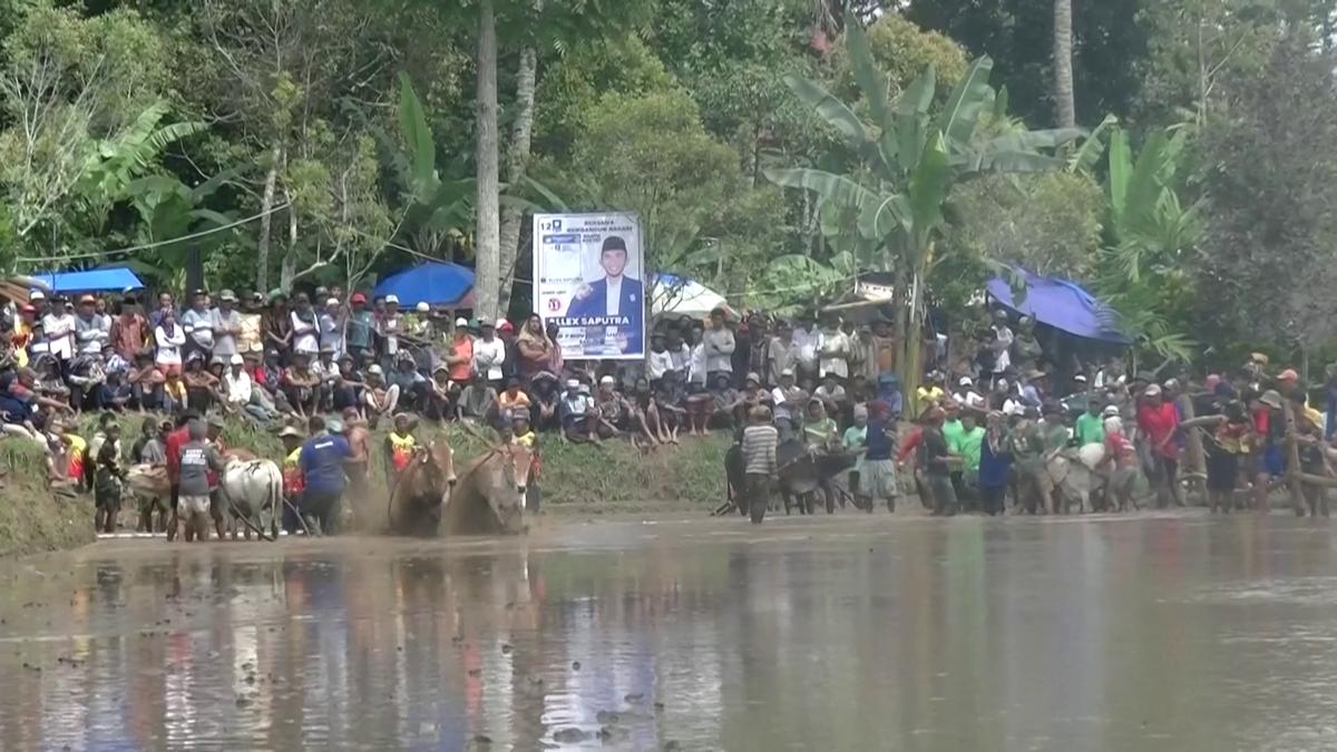 Imagini nebune de la cursa tradițională de tauri din Indonezia: „Deseori e nevoie să îi mușc de coadă”