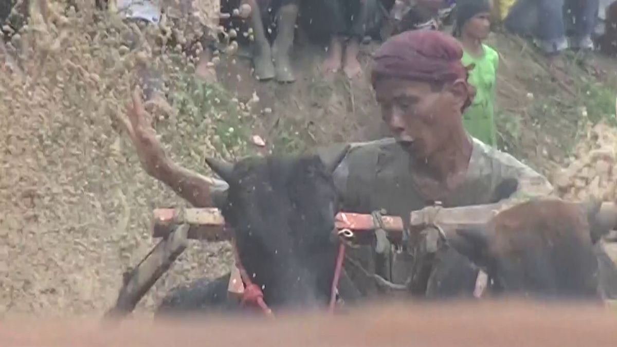 Imagini nebune de la cursa tradițională de tauri din Indonezia: „Deseori e nevoie să îi mușc de coadă”