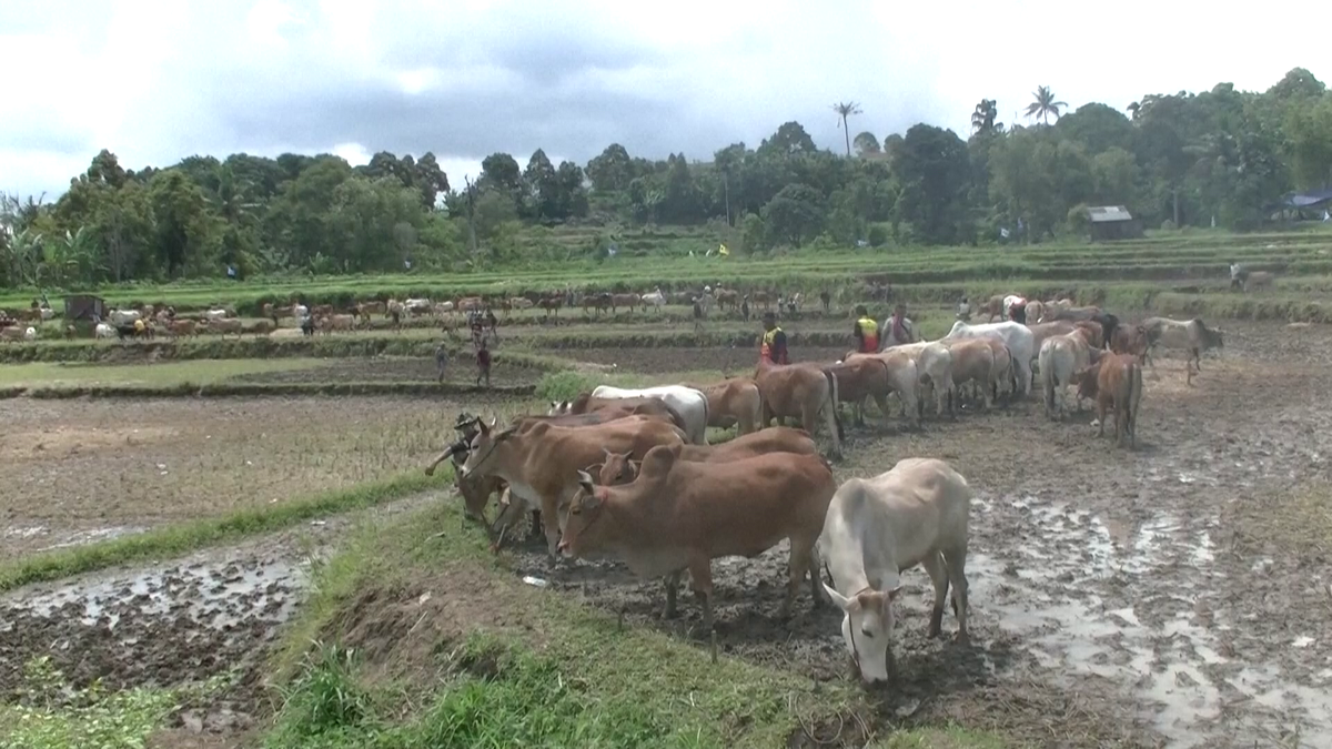 Imagini nebune de la cursa tradițională de tauri din Indonezia: „Deseori e nevoie să îi mușc de coadă”