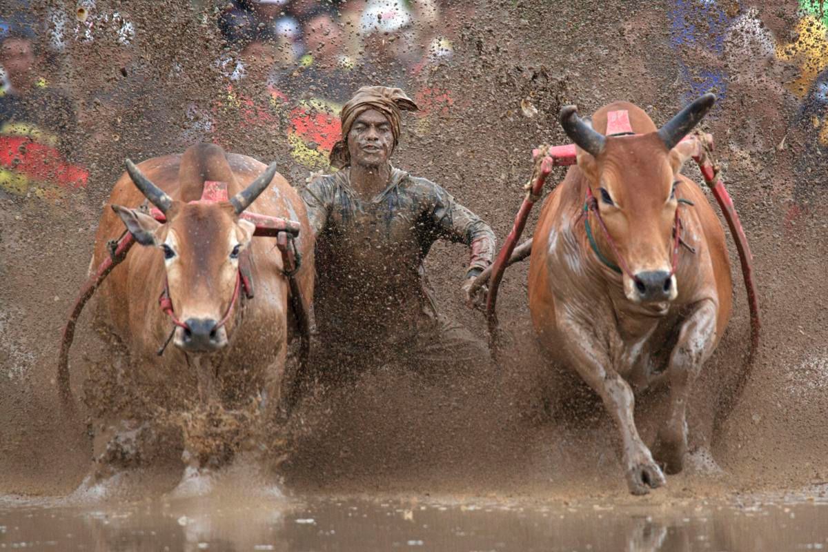 Imagini nebune de la cursa tradițională de tauri din Indonezia: „Deseori e nevoie să îi mușc de coadă”