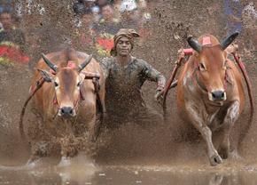 Imagini nebune de la cursa tradițională de tauri din Indonezia: „Deseori e nevoie să îi mușc de coadă”