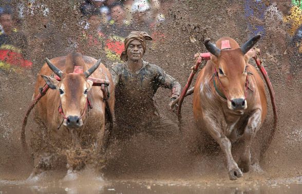 Imagini nebune de la cursa tradițională de tauri din Indonezia: „Deseori e nevoie să îi mușc de coadă”