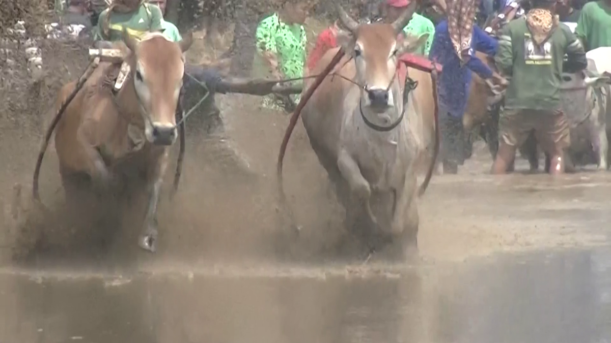 Imagini nebune de la cursa tradițională de tauri din Indonezia: „Deseori e nevoie să îi mușc de coadă”