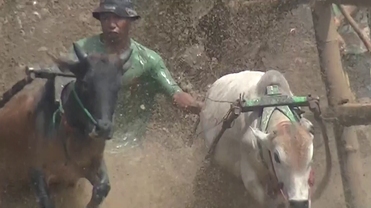 Curse tradiționale de tauri în provincia Sumatra de Vest din Indonezia