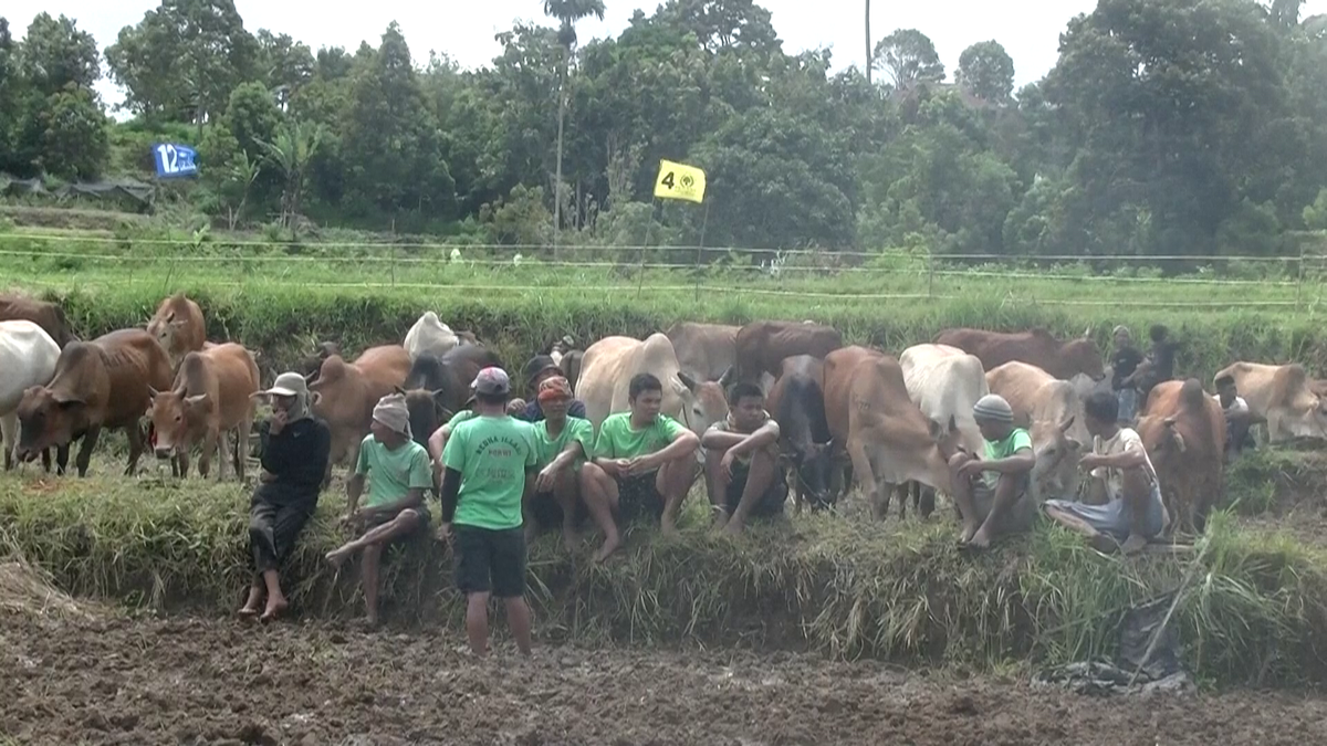 Curse tradiționale de tauri în provincia Sumatra de Vest din Indonezia