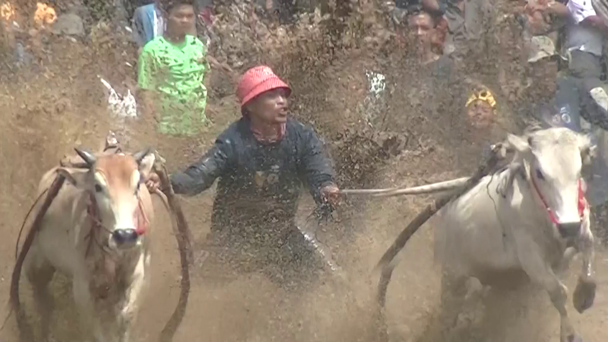 Imagini nebune de la cursa tradițională de tauri din Indonezia: „Deseori e nevoie să îi mușc de coadă”