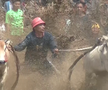 Curse tradiționale de tauri în provincia Sumatra de Vest din Indonezia