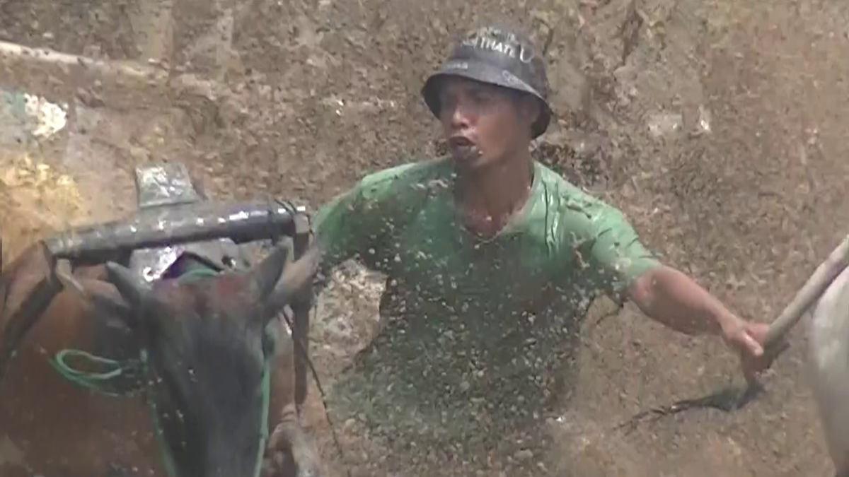 Imagini nebune de la cursa tradițională de tauri din Indonezia: „Deseori e nevoie să îi mușc de coadă”