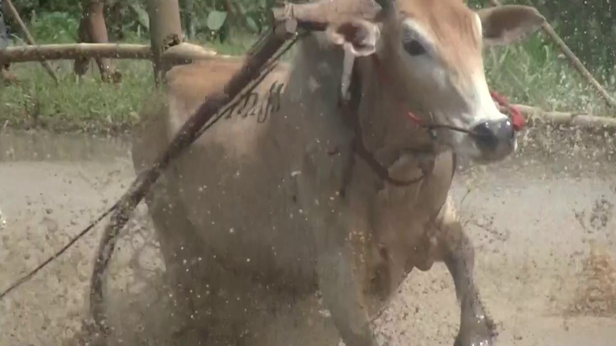 Imagini nebune de la cursa tradițională de tauri din Indonezia: „Deseori e nevoie să îi mușc de coadă”