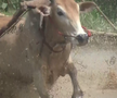 Imagini nebune de la cursa tradițională de tauri din Indonezia: „Deseori e nevoie să îi mușc de coadă”