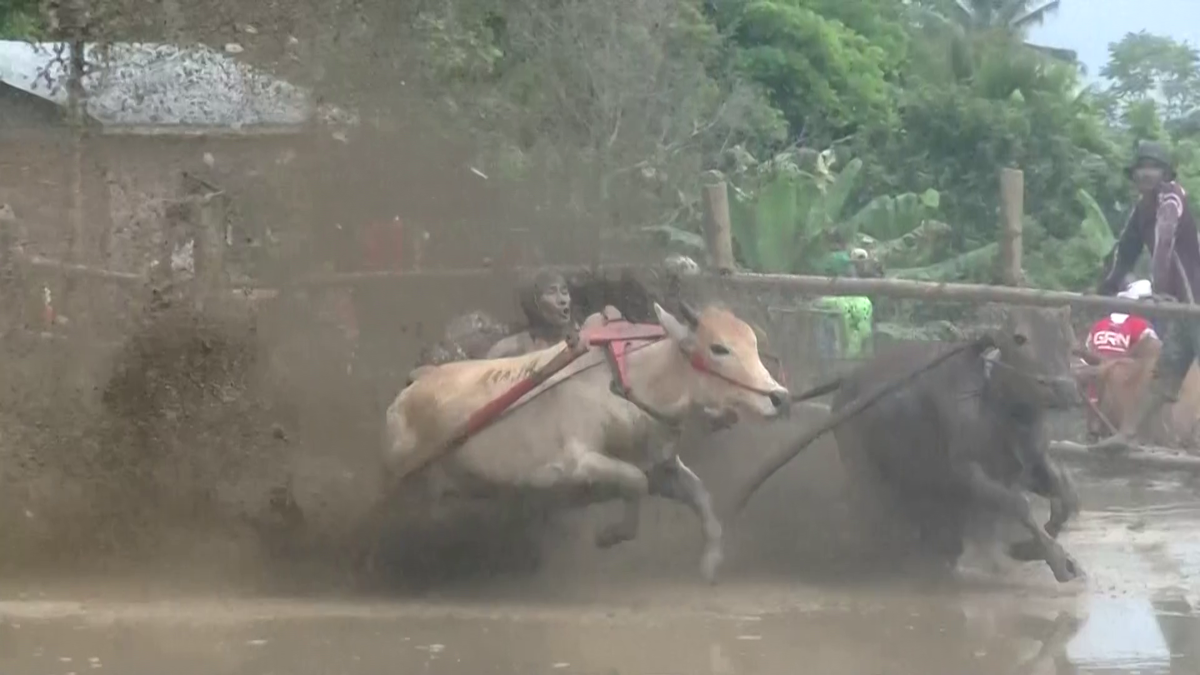 Imagini nebune de la cursa tradițională de tauri din Indonezia: „Deseori e nevoie să îi mușc de coadă”