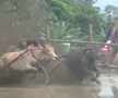 Imagini nebune de la cursa tradițională de tauri din Indonezia: „Deseori e nevoie să îi mușc de coadă”