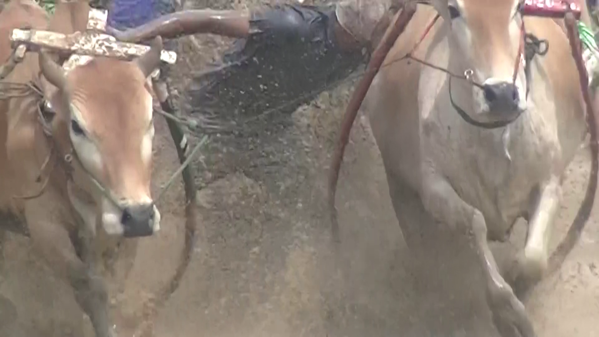 Curse tradiționale de tauri în provincia Sumatra de Vest din Indonezia