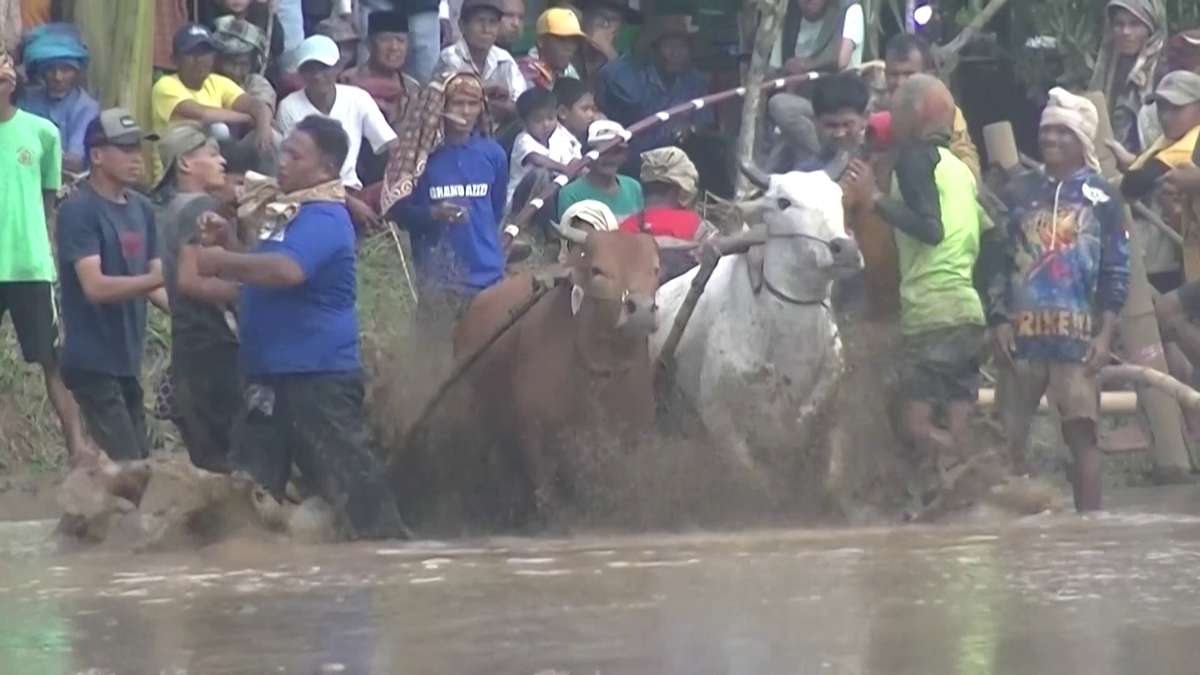 Imagini nebune de la cursa tradițională de tauri din Indonezia: „Deseori e nevoie să îi mușc de coadă”