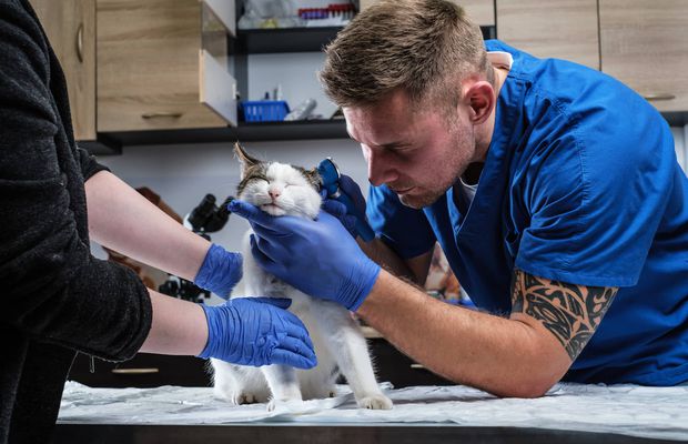 Afecțiuni dermatologice comune la câini și pisici - pentru toate trebuie să te prezinți la Nord Vet în Suceava