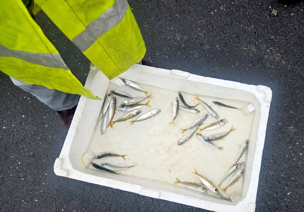 Fir întins! Tradiția care nu moare în Istanbul și celebra piață de pește: „Dacă iei de la alții, nu au intensitate aromatică”