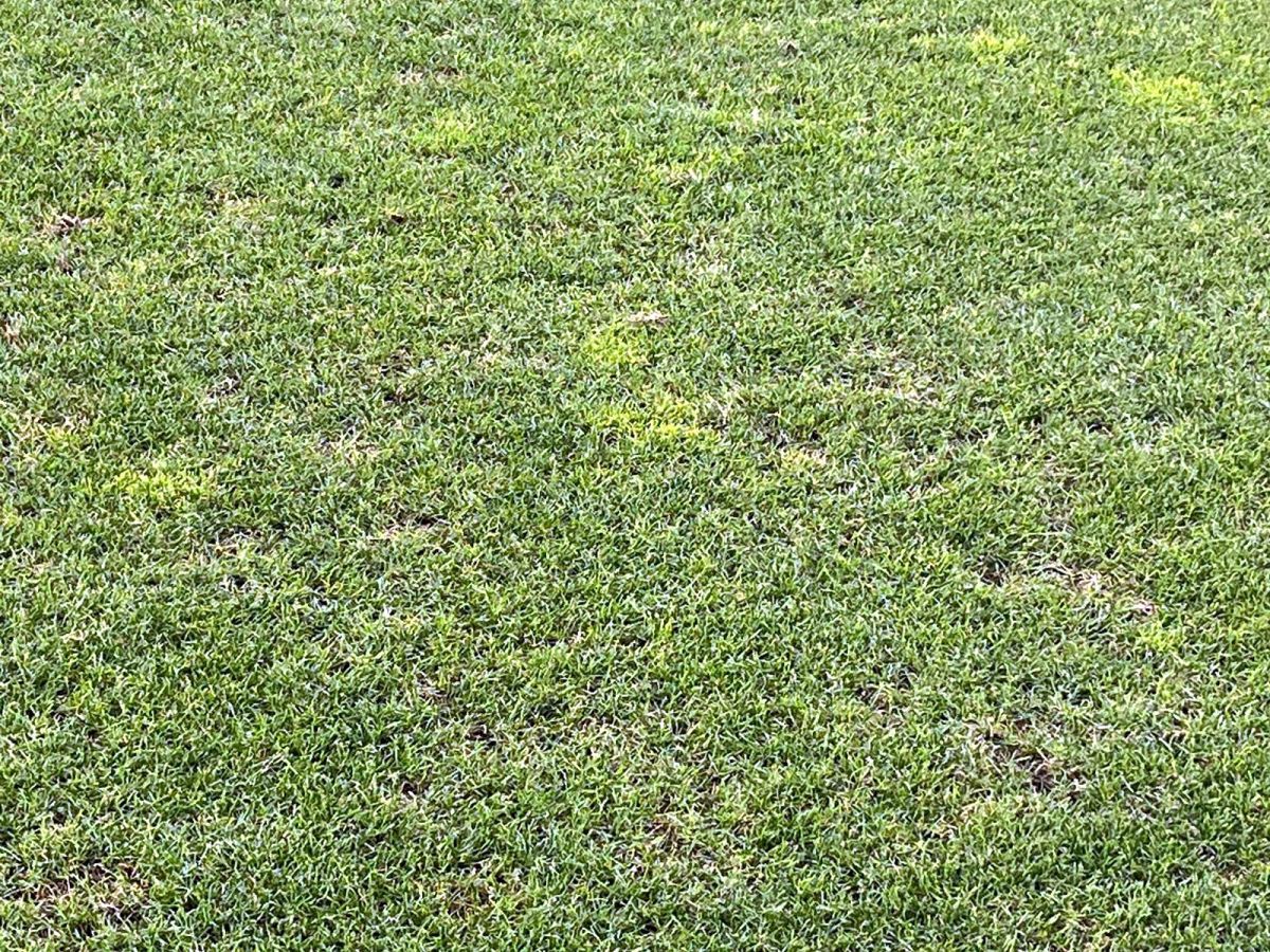 Cum arată gazonul din Giulești. Iarba de pe stadionul Rapidului nu se prezintă în condiții deloc bune