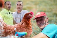 PSD plus PNL sperie găinile » Primarii de la sate își fac câte două, trei echipe pentru distracția lor și a votanților încântați că sparg semințe la teren