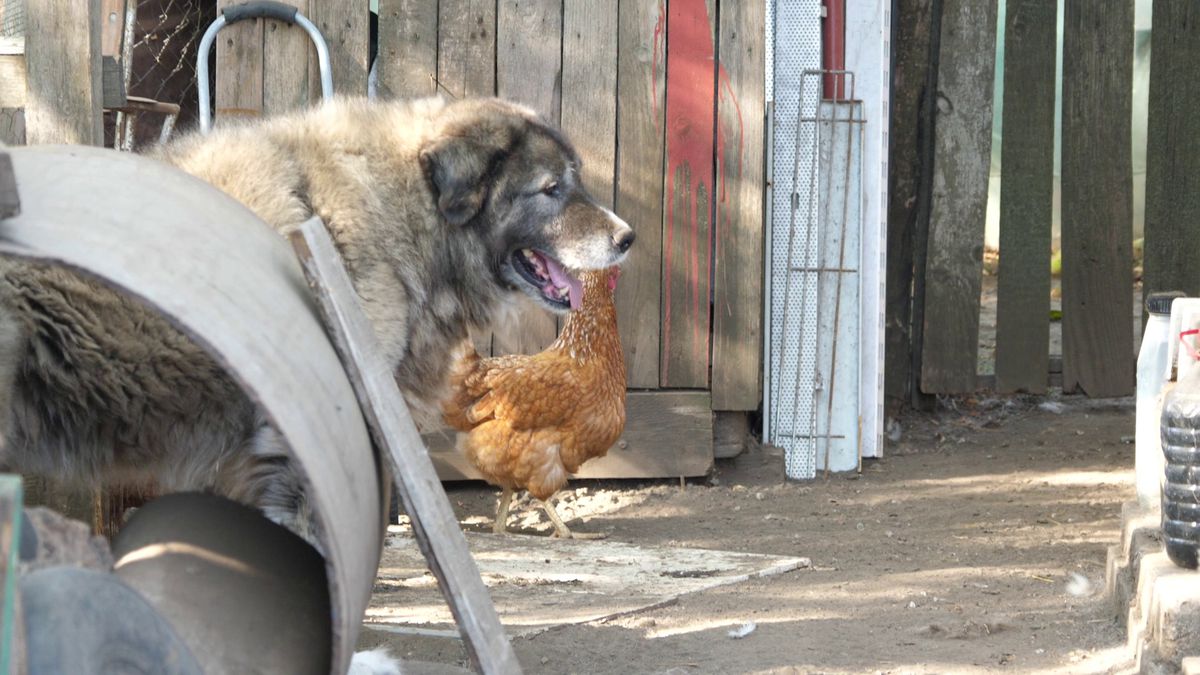 PSD plus PNL sperie găinile » Primarii de la sate își fac câte două, trei echipe pentru distracția lor și a votanților încântați că sparg semințe la teren