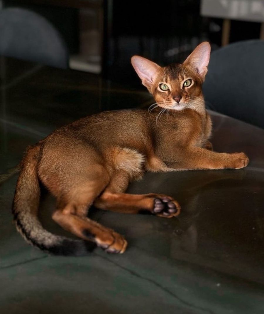 Pisica lui Michy Batshuay / Foto> Instagram O vedetă din Bundesliga caută donator de sânge pentru pisica sa